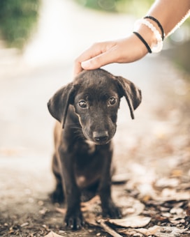 A small black puppy is sitting on a path with fallen leaves around, looking up. A hand with bracelets gently pets the puppy's head, conveying a sense of care and affection. The background is softly blurred, giving a warm, soft focus effect.