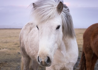 closeup photo of white horse