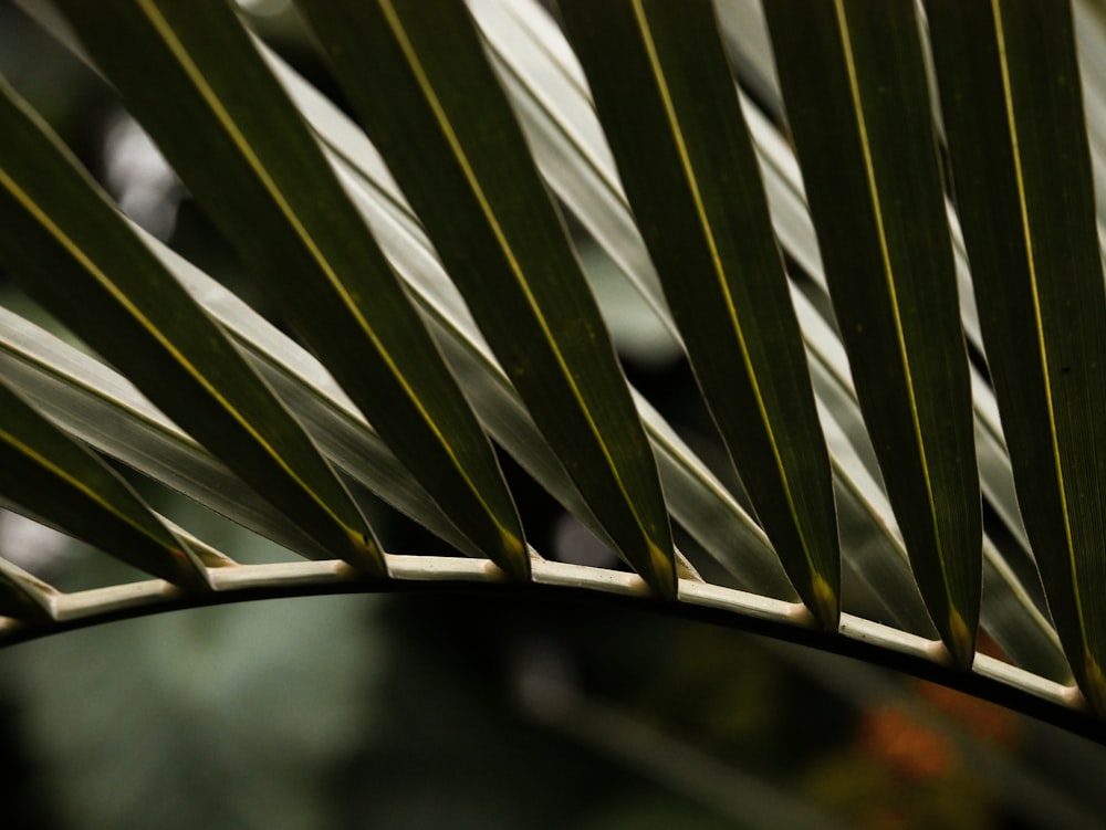 plante à feuilles vertes