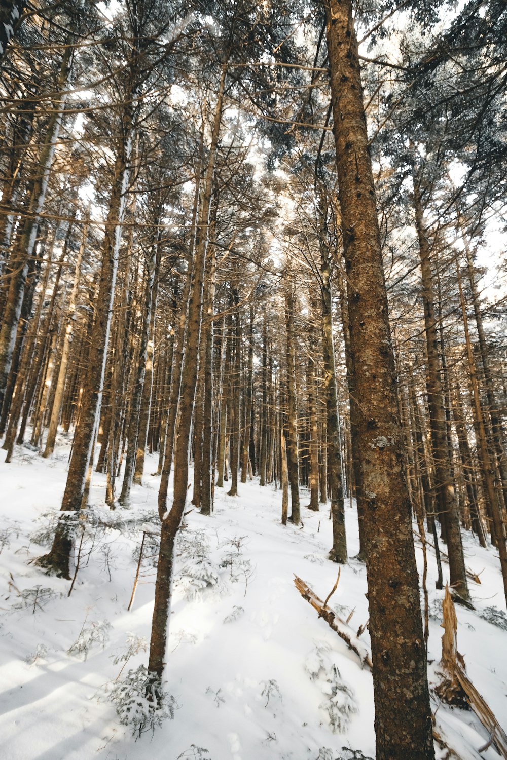 Wurmaugenfoto von grün belaubten Bäumen im Schnee