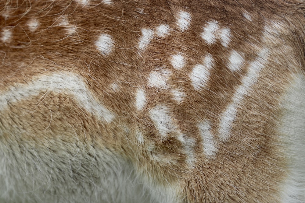 pelliccia di animale beige e marrone