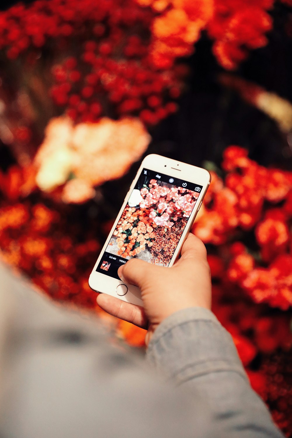 person holding gold iPhone 6 taking photo