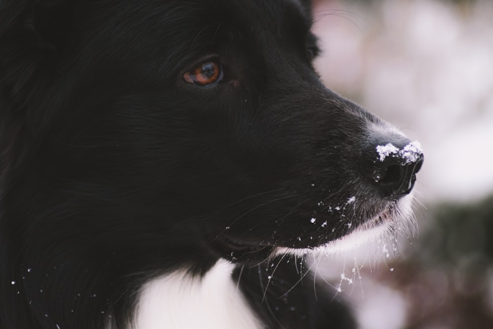 shallow focus photography of black dog