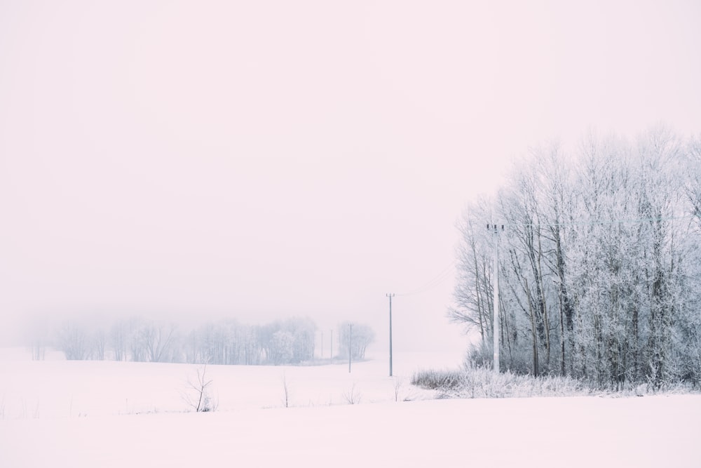 rule of thirds photography of trees