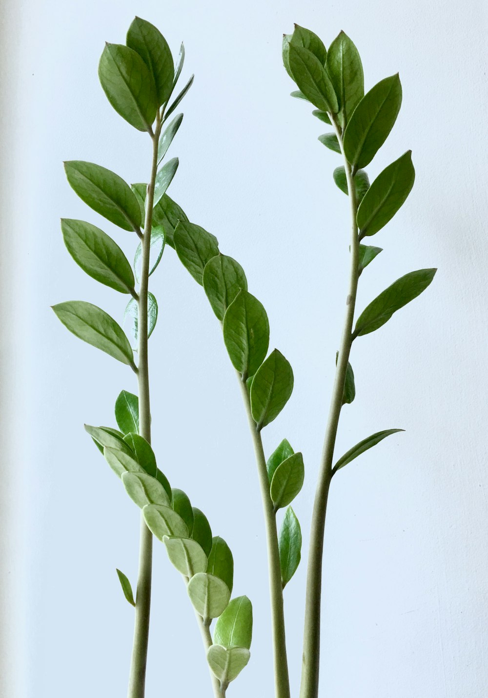녹색 잎 고무 식물