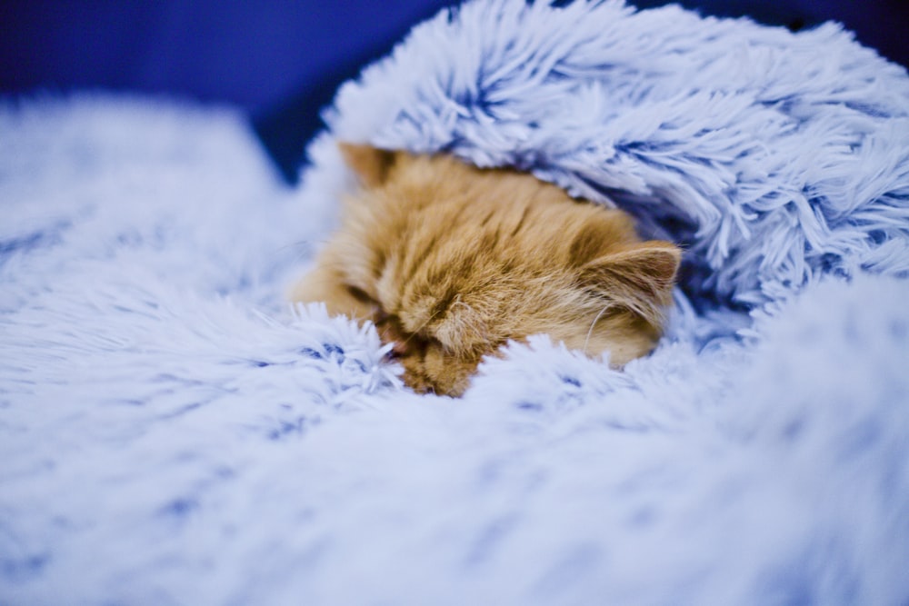 주황색 줄무늬 고양이 덮인 파란색 담요