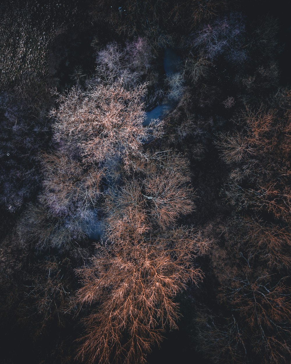 Photographie aérienne d’arbres à feuilles brunes pendant la journée