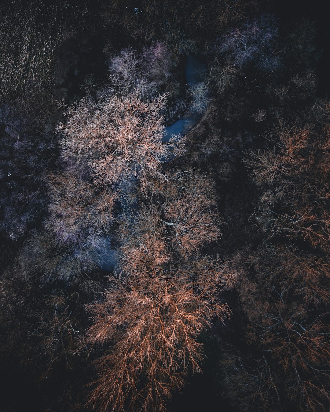 aerial photography of brown leaf trees during daytime