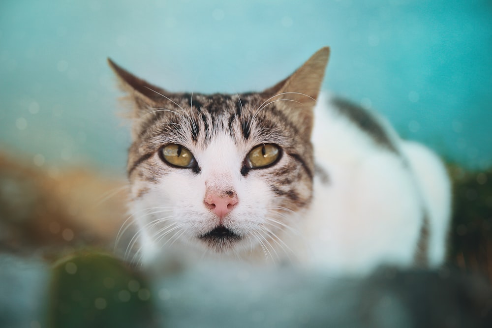 short-coated white and gray cat