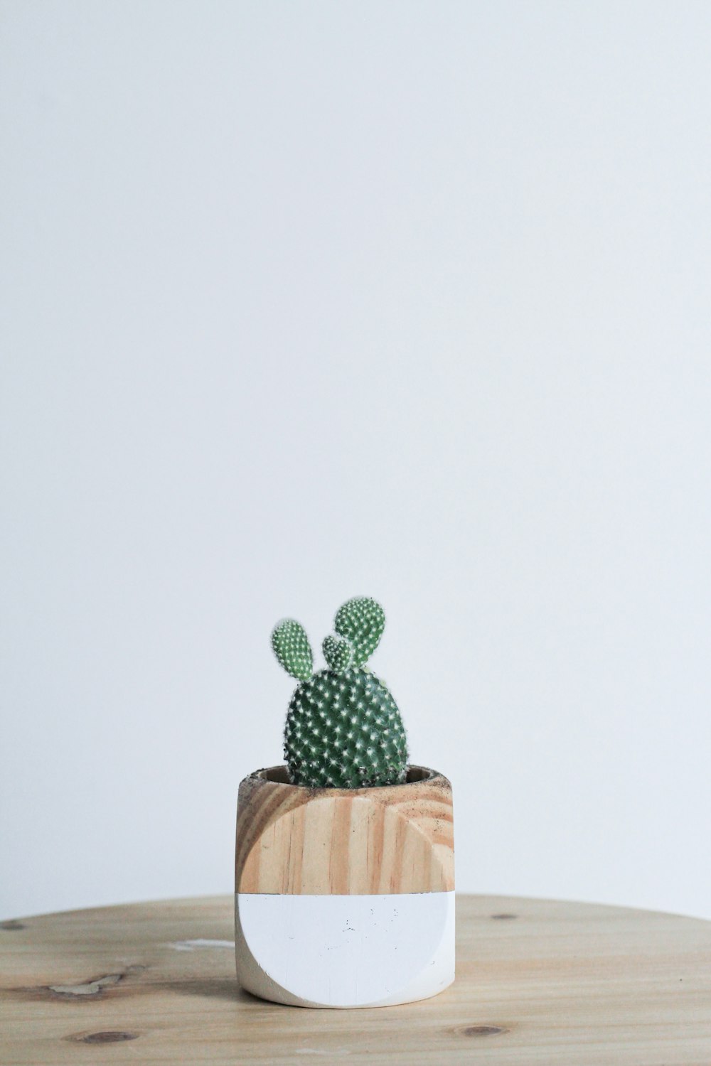 Un pequeño cactus sentado encima de una mesa de madera