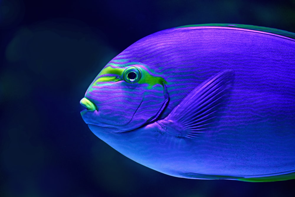 close-up photo of blue fish