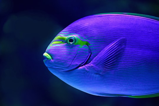 close-up photo of blue fish in Cairns Aquarium Australia
