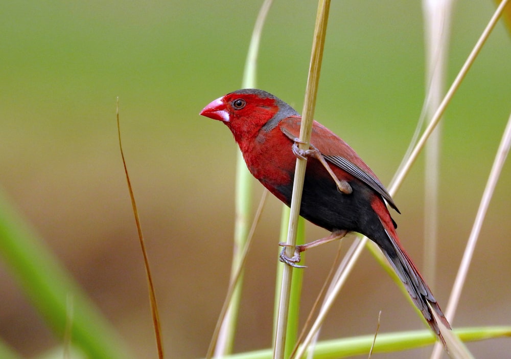 red and black bird on plant branch