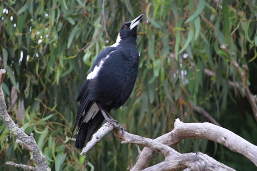 A black and white bird perched on a twisted branch against a backdrop of green foliage. The bird's posture suggests alertness, with its head pointed upward and beak slightly open.