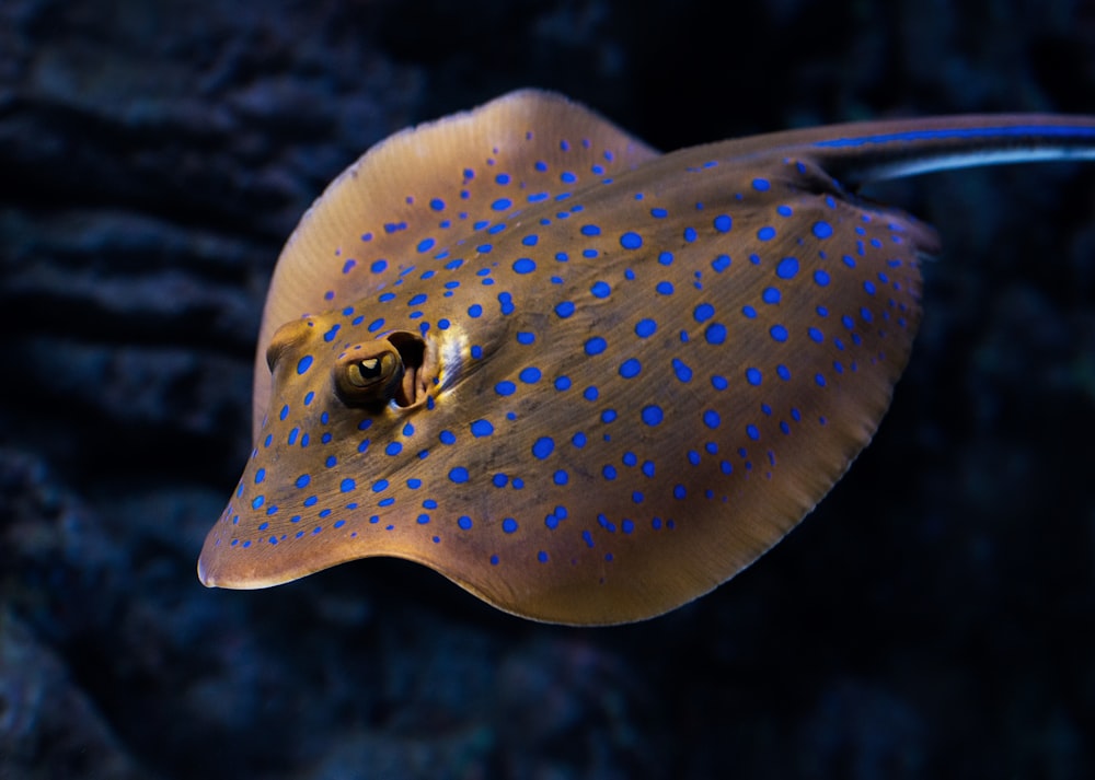 foto de closeup de arraia marrom e azul