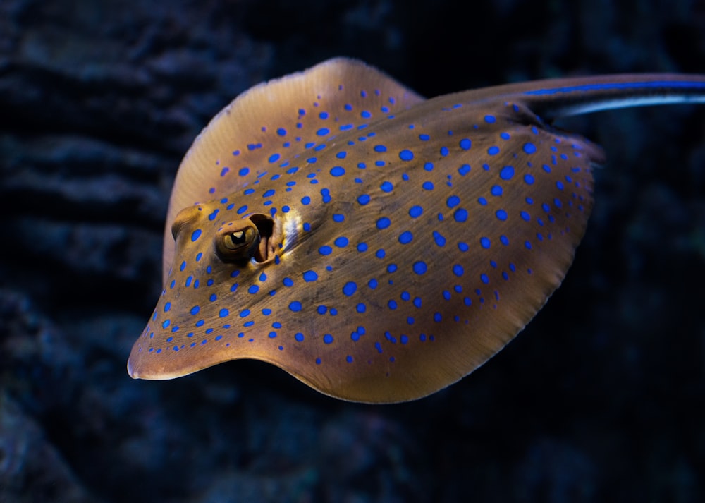 closeup photo of brown and blue stingray