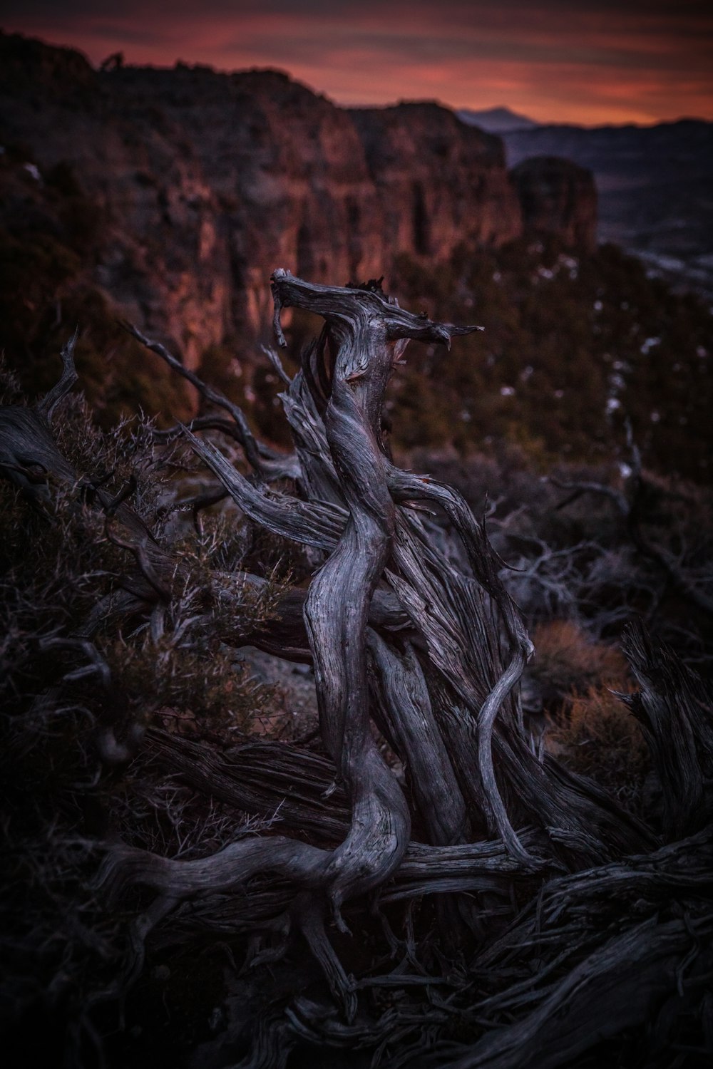 fotografia de foco seletivo de raízes