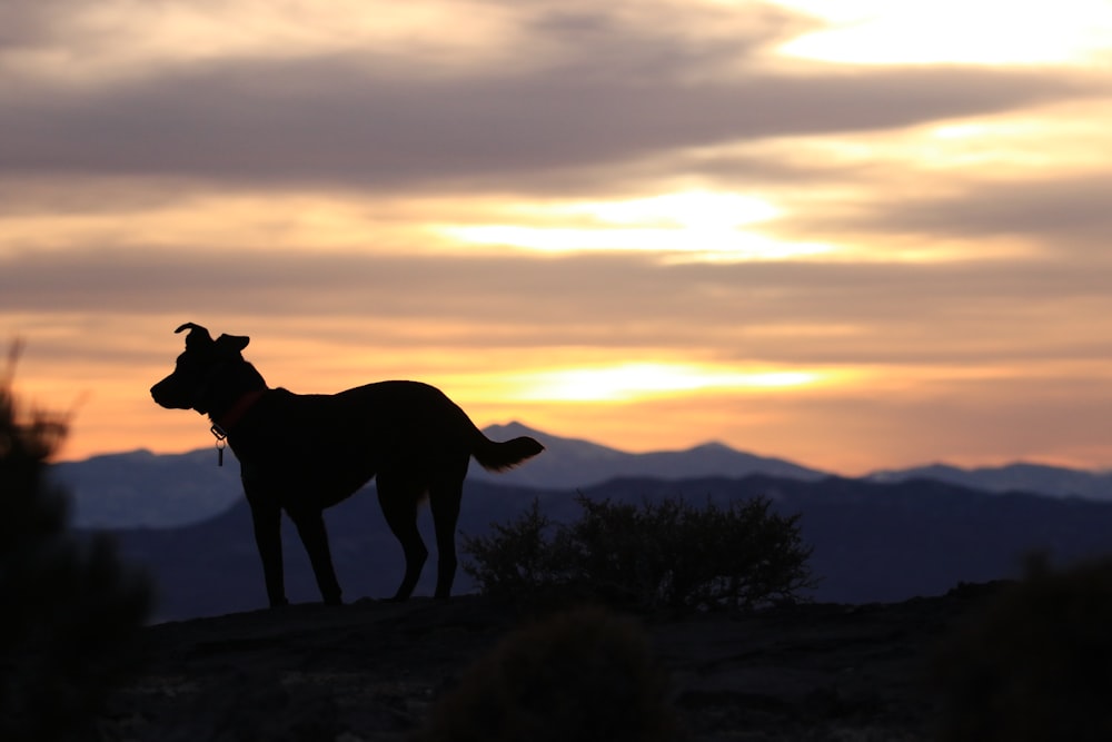 silhouette photo of dog on hilltop during sunset