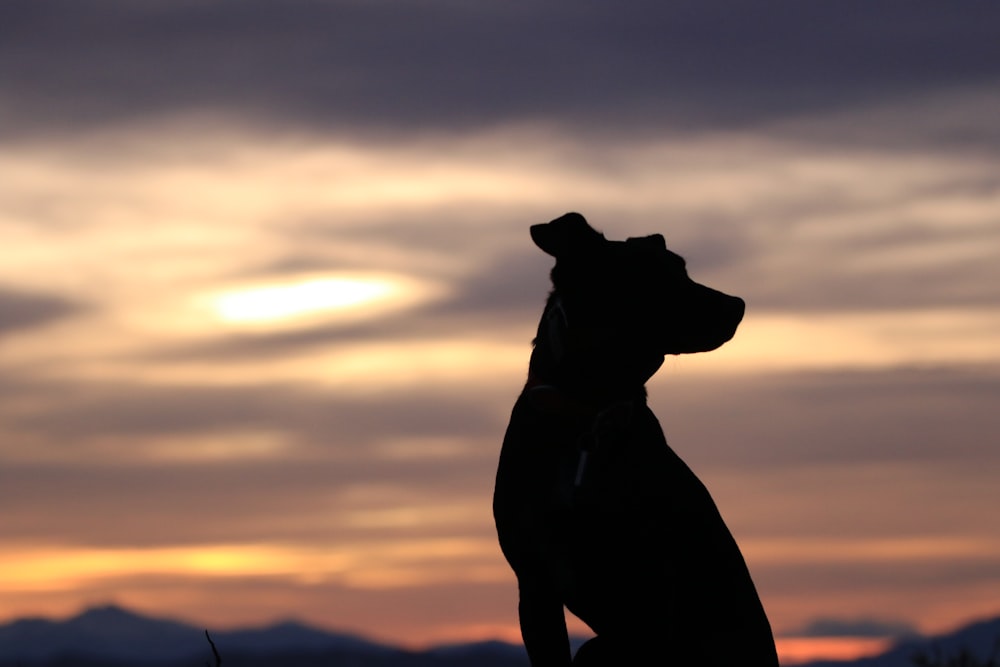 silhouette of dog sitting at sunset