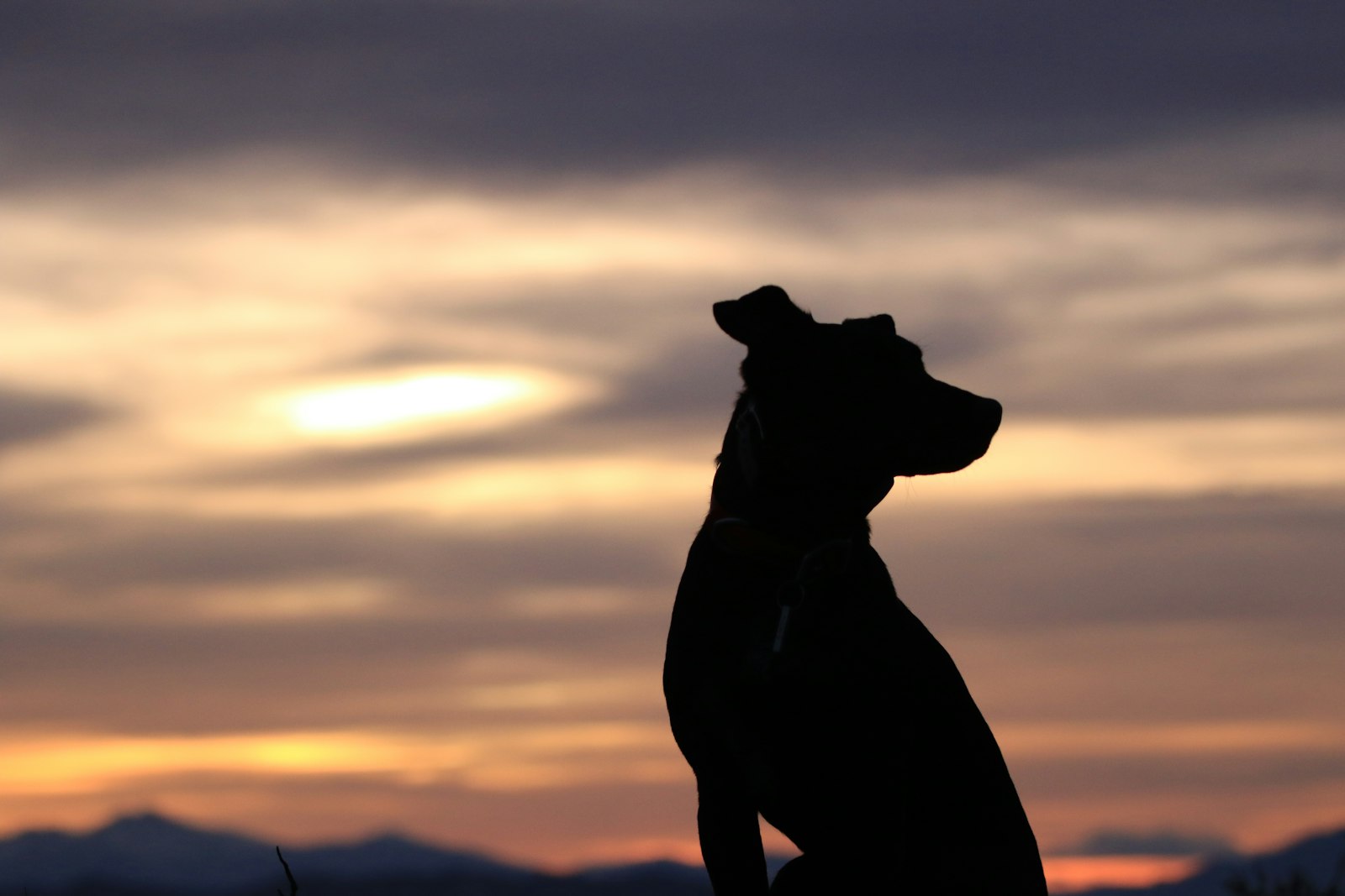 Canon EF 100-400mm F4.5-5.6L IS II USM sample photo. Silhouette of dog sitting photography