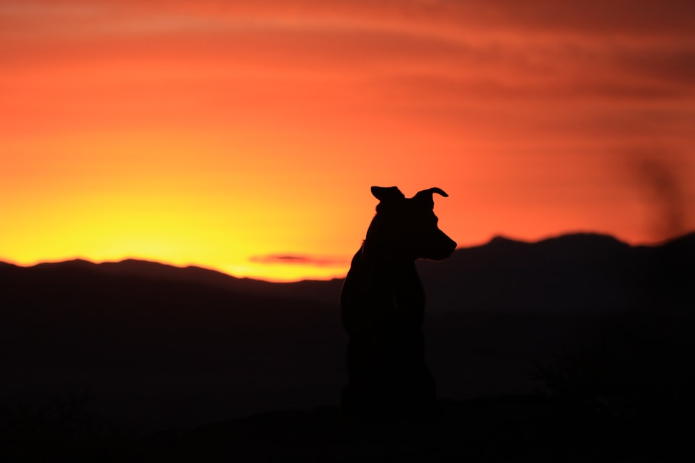 silhouette of standing dog looking at mountain during sunset