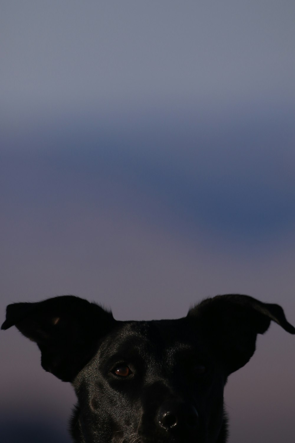 erwachsener kurzhaariger schwarzer hund selektive fokusfotografie