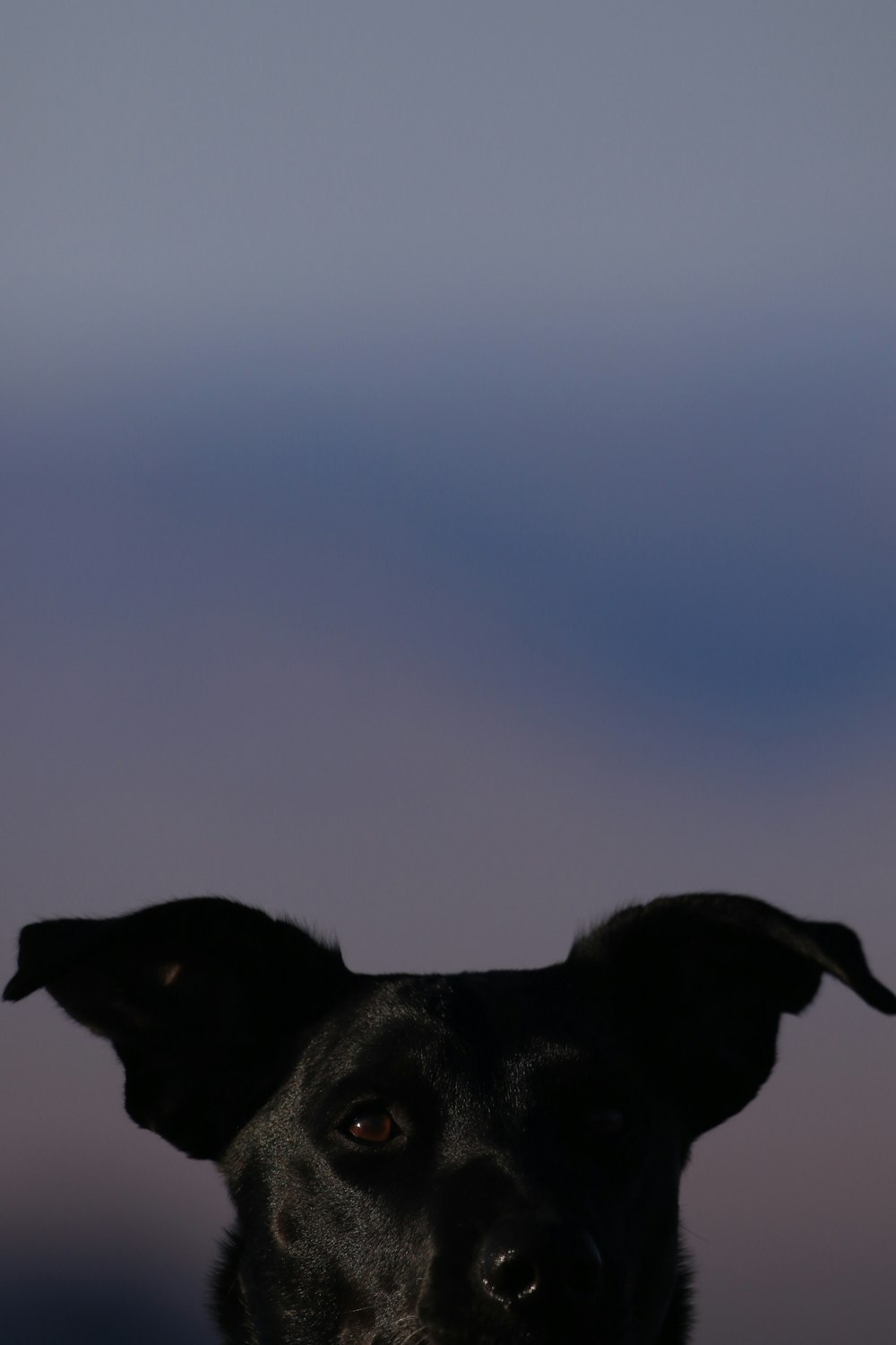 大人のショートコートの黒い犬のセレクティブフォーカス写真