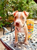A small puppy with a light brown and white coat is standing on a checkered metal table. The puppy has a curious and attentive expression. Next to the puppy is a colorful can of lemonade. In the background, there are vibrant green plants and trees, creating a natural outdoor setting.