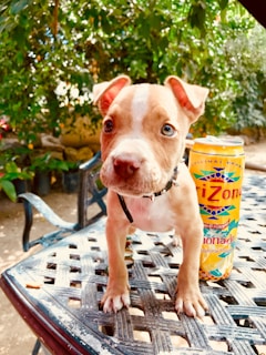 A small puppy with a light brown and white coat is standing on a checkered metal table. The puppy has a curious and attentive expression. Next to the puppy is a colorful can of lemonade. In the background, there are vibrant green plants and trees, creating a natural outdoor setting.