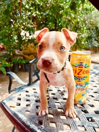 A small puppy with a light brown and white coat is standing on a checkered metal table. The puppy has a curious and attentive expression. Next to the puppy is a colorful can of lemonade. In the background, there are vibrant green plants and trees, creating a natural outdoor setting.