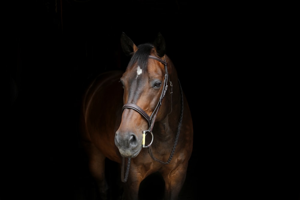 brown horse with white spot on forehead