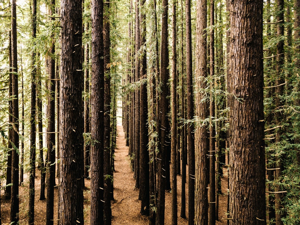 brown tree trunks