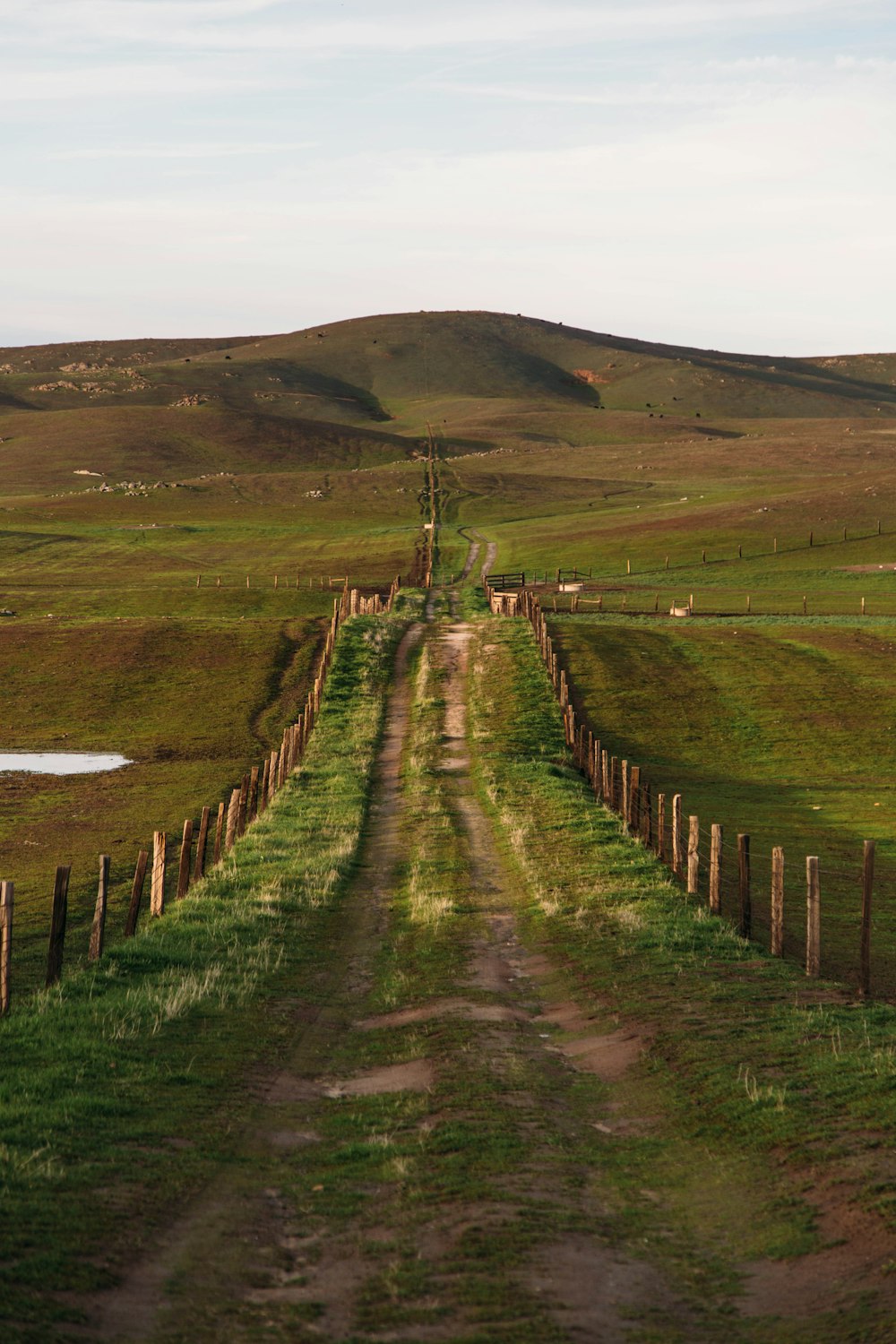 Campo de hierba verde durante el día