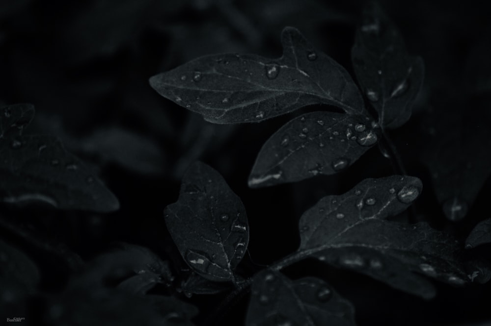 low light photo of dew drops on leaves