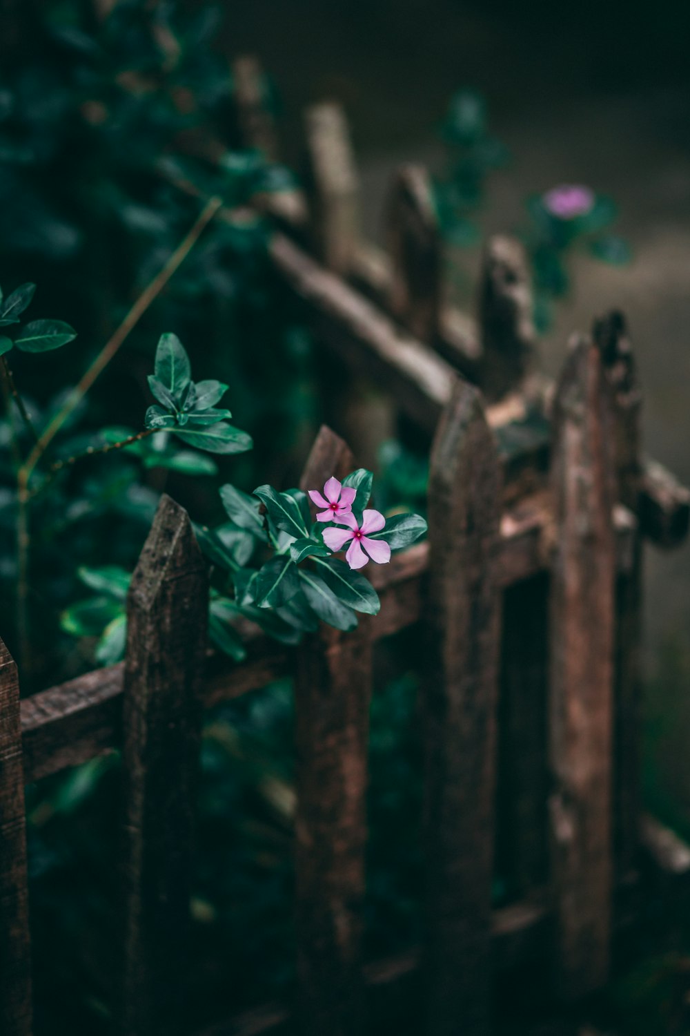 shallow focus of pink petal flower