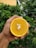 A hand is holding a halved orange against a background of lush green foliage. The orange is vibrant and fresh, with visible seeds in the center, displaying a bright and juicy interior.