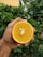 A hand is holding a halved orange against a background of lush green foliage. The orange is vibrant and fresh, with visible seeds in the center, displaying a bright and juicy interior.