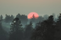 A large red sun sets behind silhouettes of tall trees, creating a serene and slightly mysterious atmosphere. The sky is a mix of light gray and pink hues, and fog or mist gently obscures parts of the forest landscape.