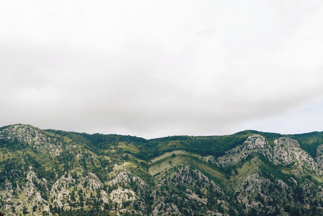 trees and grass covered mountain