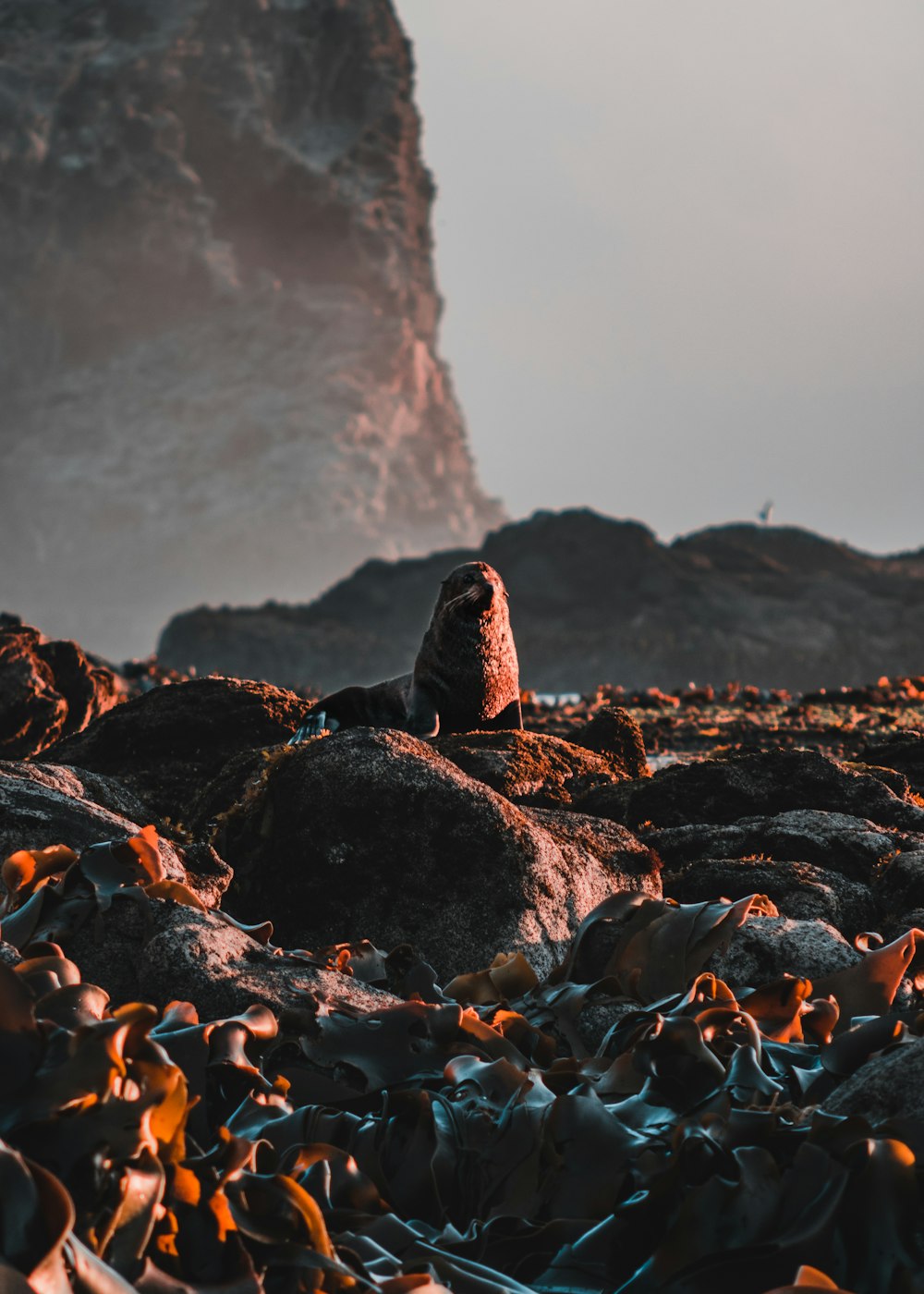 lion de mer entouré de rochers pendant la journée
