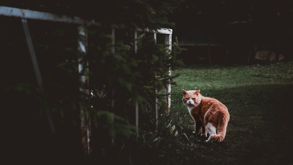 brown and white cat standing on green grass field