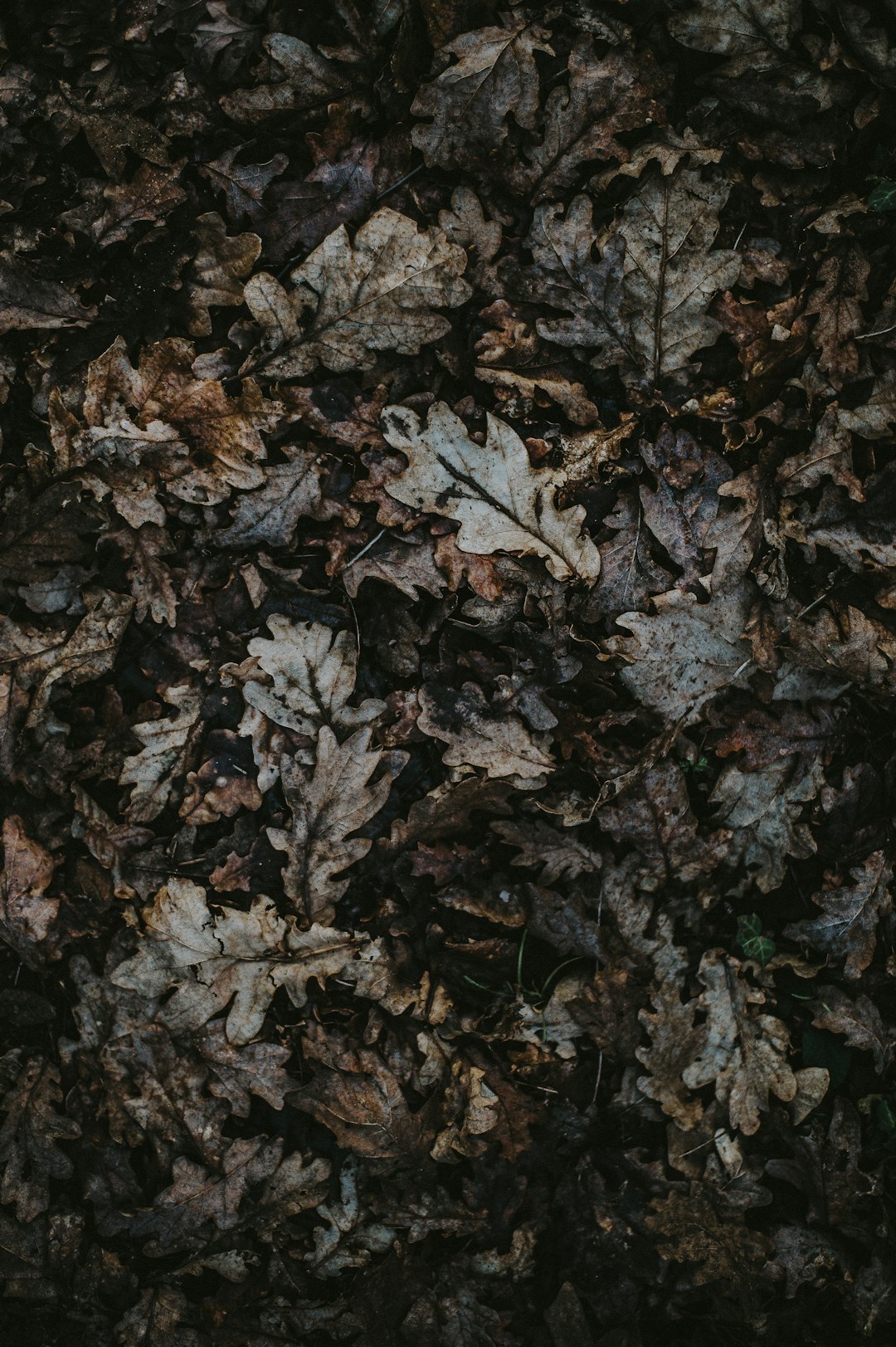 gray leaf lot photo – Free Leaves Image on Unsplash