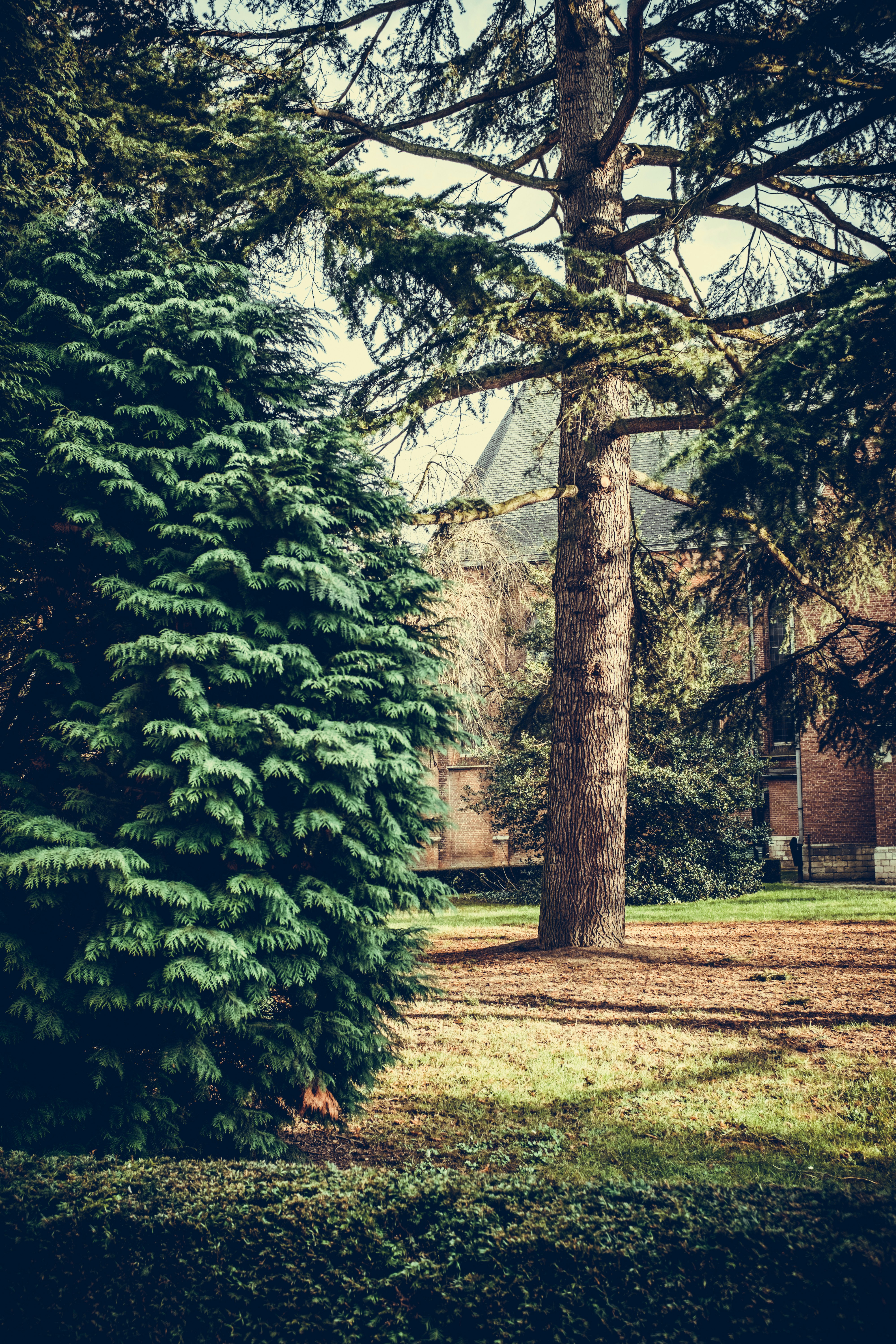 Thujor och buskar för trädgården