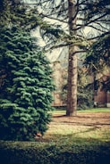 A lush garden scene features a tall evergreen tree and a large conifer bush. The ground is covered with grass and mulch. Sunlight filters through the branches, creating a serene and tranquil setting. In the background, parts of a brick building are visible.