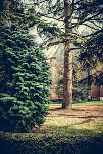 A lush garden scene features a tall evergreen tree and a large conifer bush. The ground is covered with grass and mulch. Sunlight filters through the branches, creating a serene and tranquil setting. In the background, parts of a brick building are visible.