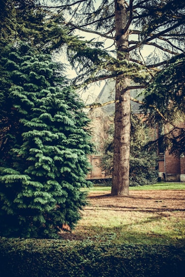 A lush garden scene features a tall evergreen tree and a large conifer bush. The ground is covered with grass and mulch. Sunlight filters through the branches, creating a serene and tranquil setting. In the background, parts of a brick building are visible.