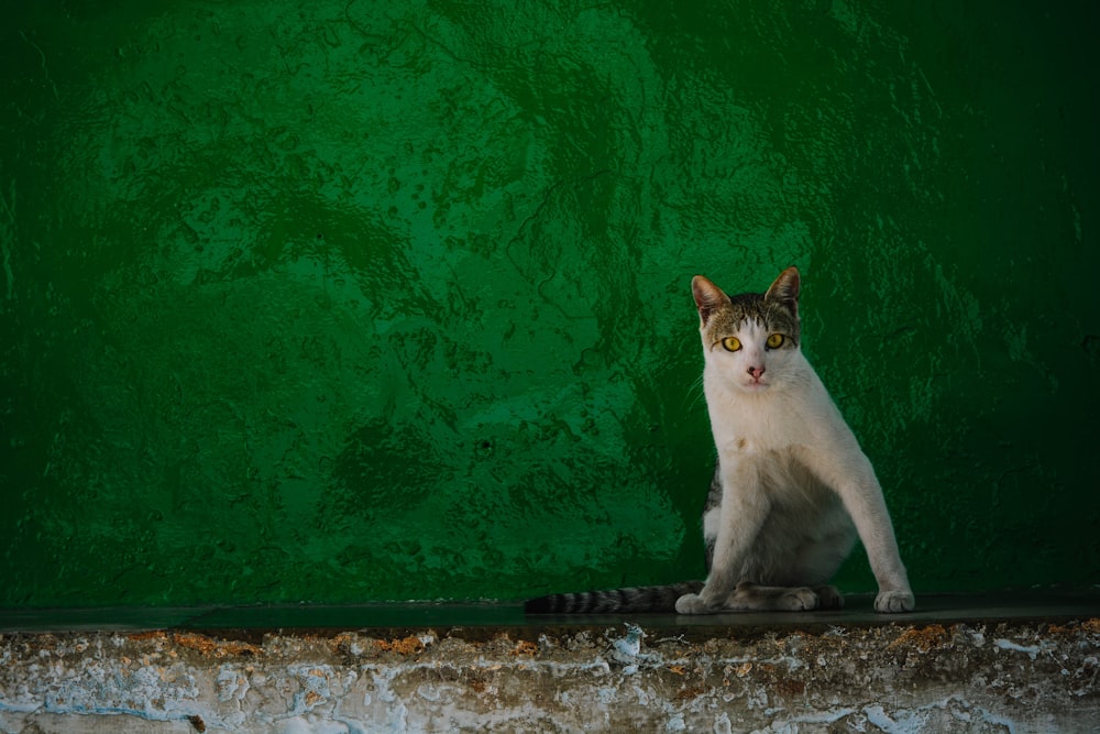 white and black cat