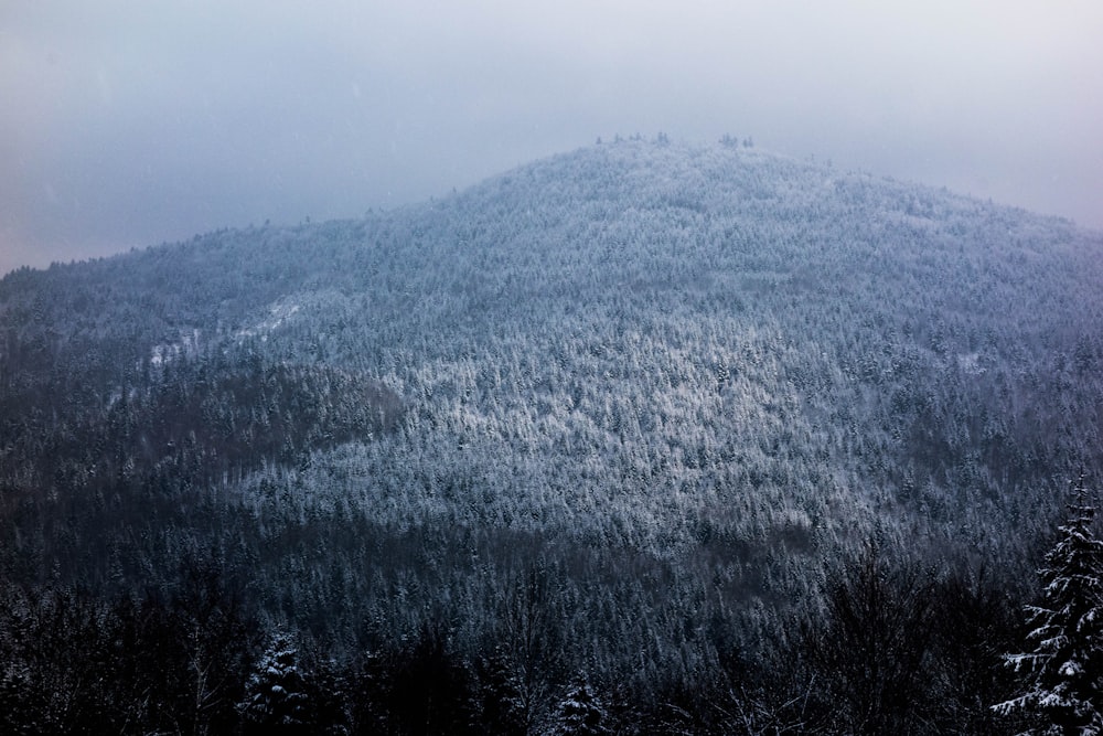 photo of green forest under dark sky