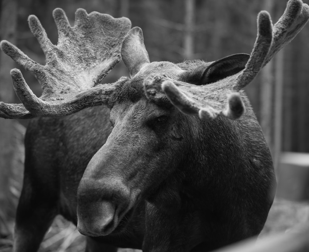 grayscale photo of moose