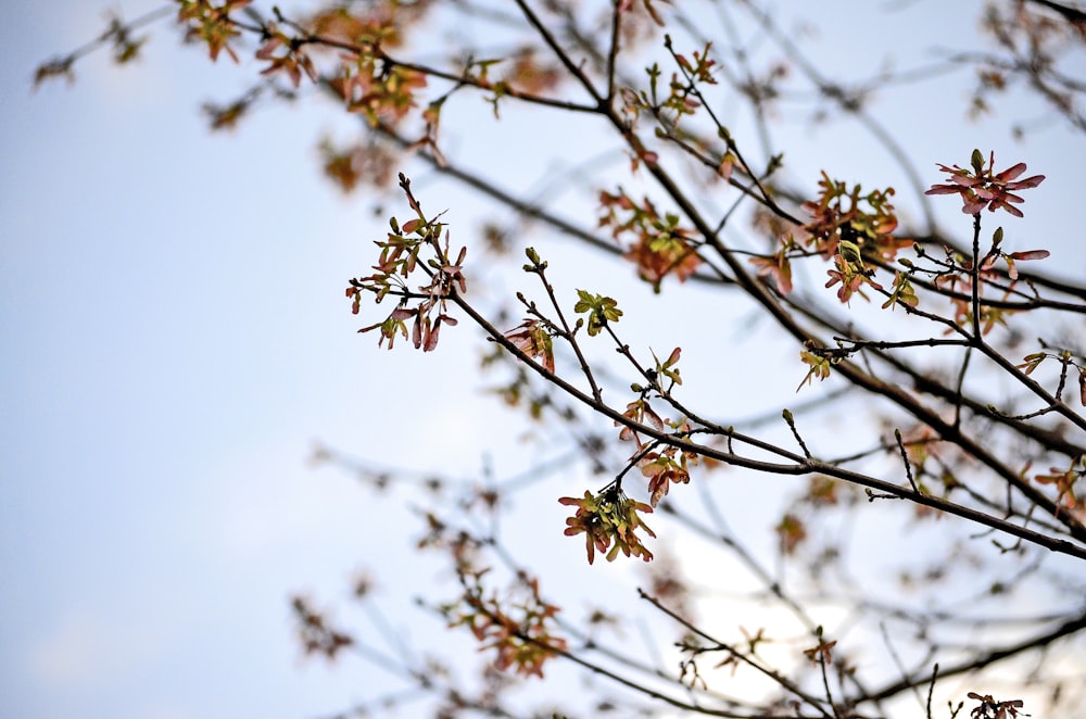 selective focus photography of red leaf tree